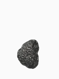 Comber Coral Hook