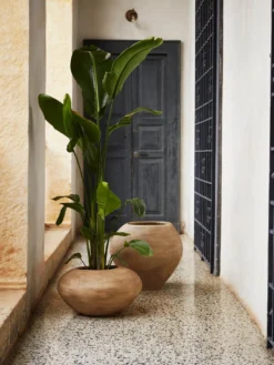 Dodu Pot - Tall